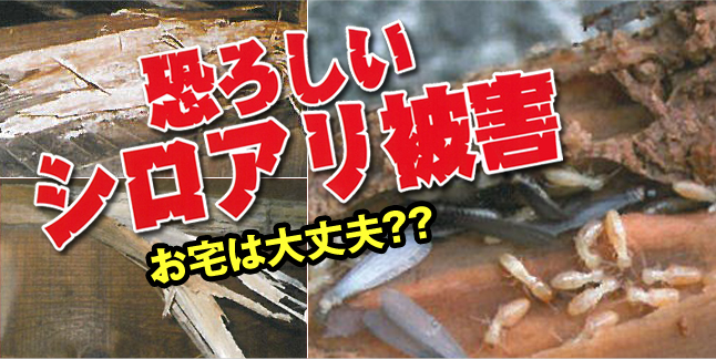 恐ろしいシロアリ被害