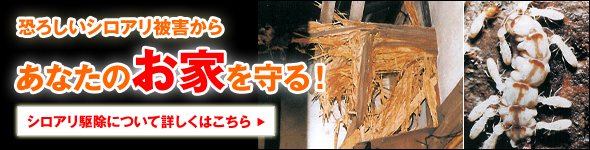 恐ろしいシロアリ被害から、あなたの家を守る！